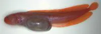 Anderson's mudbrotula (Dermatopsoides andersoni)