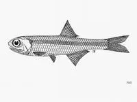 Andhra anchovy (Stolephorus andhraensis)