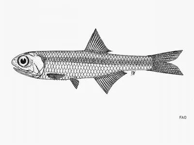 Andhra anchovy (Stolephorus andhraensis)