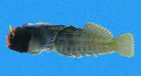 Angel blenny (Coralliozetus angelicus)