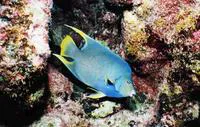 Angelfish (Holacanthus bermudensis)