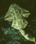 Angelshark (Squatina squatina)