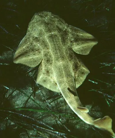 Angelshark (Squatina squatina)