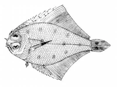 Anglefin whiff (Citharichthys gymnorhinus)