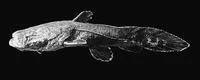 Angler catfish (Chaca bankanensis)