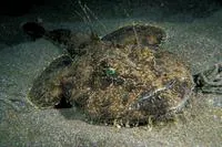 Angler (Lophius piscatorius)