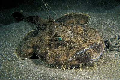 Angler (Lophius piscatorius)