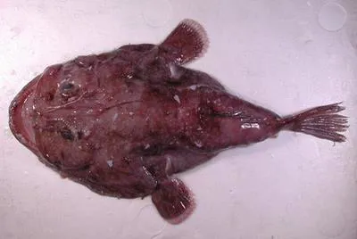 Anglerfish (Lophiodes endoi)