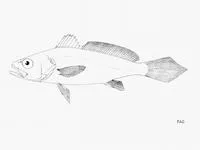 Angola croaker (Miracorvina angolensis)