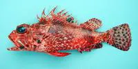 Angola rockfish (Scorpaena angolensis)