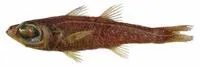 Angolan deepwater cardinalfish (Epigonus mayeri)