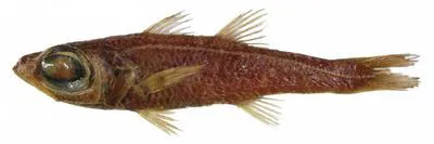 Angolan deepwater cardinalfish (Epigonus mayeri)