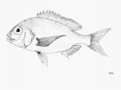 Angolan dentex (Dentex angolensis)