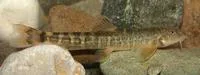 Angora loach (Oxynoemacheilus angorae)