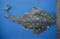 Angular angel shark (Squatina guggenheim)