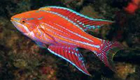 Angular flasher (Paracheilinus angulatus)