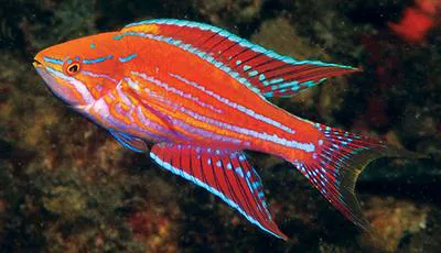 Angular flasher (Paracheilinus angulatus)