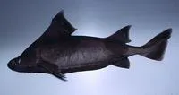 Angular roughshark (Oxynotus centrina)