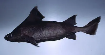 Angular roughshark (Oxynotus centrina)