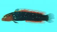 Annie (Anisochromis kenyae)