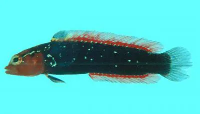Annie (Anisochromis kenyae)