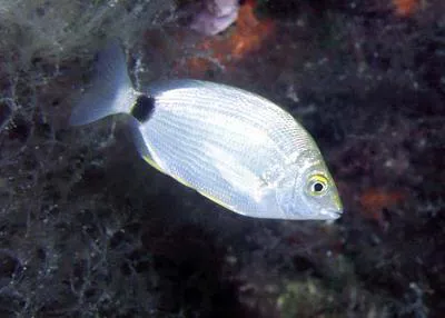 Annular seabream (Diplodus annularis)