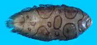 Annular sole (Brachirus annularis)