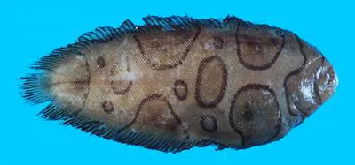 Annular sole (Brachirus annularis)