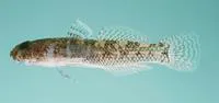 Anomolous goby (Coryogalops anomolus)