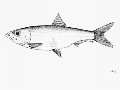 Ansorge fangtooth pellonuline (Odaxothrissa ansorgii)