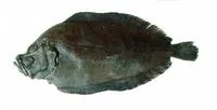 Antarctic armless flounder (Mancopsetta maculata)