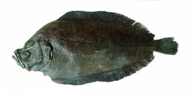 Antarctic armless flounder (Mancopsetta maculata)