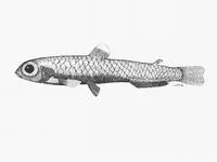 Antarctic deepsea smelt (Bathylagus antarcticus)