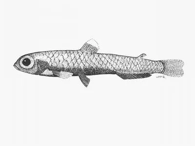 Antarctic deepsea smelt (Bathylagus antarcticus)