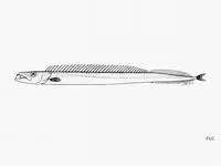 Antarctic escolar (Paradiplospinus antarcticus)