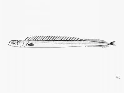 Antarctic escolar (Paradiplospinus antarcticus)