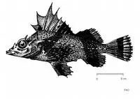 Antarctic horsefish (Zanclorhynchus spinifer)
