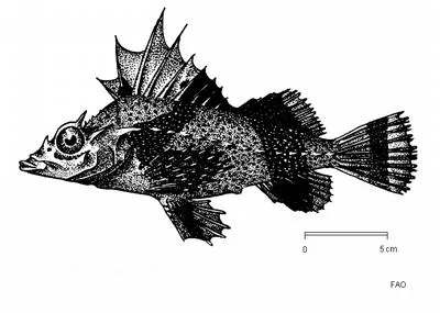 Antarctic horsefish (Zanclorhynchus spinifer)