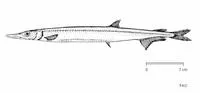 Antarctic jonasfish (Notolepis coatsi)