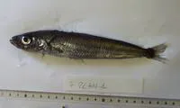 Antarctic silverfish (Pleuragramma antarctica)