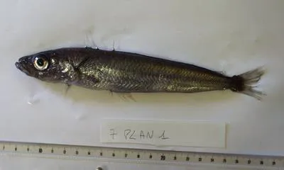 Antarctic silverfish (Pleuragramma antarctica)