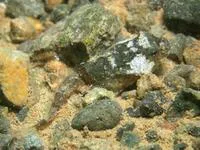 Antarctic spiny plunderfish (Harpagifer antarcticus)