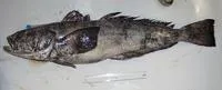 Antarctic toothfish (Dissostichus mawsoni)
