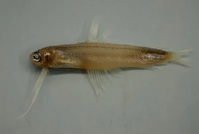 Antenna codlet (Bregmaceros atlanticus)