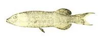 Antillean smooth-head (Talismania antillarum)