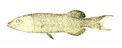 Antillean smooth-head (Talismania antillarum)