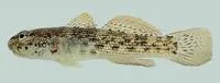 Antilles frillfin (Bathygobius antilliensis)