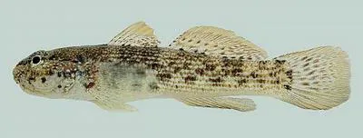 Antilles frillfin (Bathygobius antilliensis)