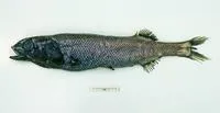 Antipodean slickhead (Alepocephalus antipodianus)