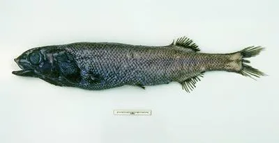 Antipodean slickhead (Alepocephalus antipodianus)